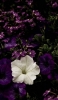 📱白と紫の花 OPPO A5 2020 壁紙・待ち受け