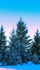 📱青空と雪が残る木々 OPPO A5 2020 壁紙・待ち受け