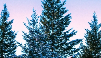 📱青空と雪が残る木々 Mi 11 Lite 5G 壁紙・待ち受け