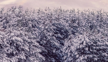 📱雪に覆われた樹と土地 Mi 11 Lite 5G 壁紙・待ち受け