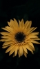 📱花びらの多い黄色の花 黒い背景 Mi 11 Lite 5G 壁紙・待ち受け