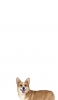 📱ウェルシュ・コーギー 犬 Redmi Note 9T 壁紙・待ち受け