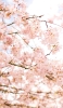 📱春 綺麗な桜 iPhone 12 mini 壁紙・待ち受け