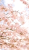 📱春 綺麗な桜 Google Pixel 6 Pro 壁紙・待ち受け