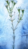 📱氷の中の白い花 iPhone 12 Pro Max 壁紙・待ち受け