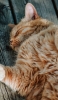 📱床で寝る茶色い猫 iPhone 12 壁紙・待ち受け